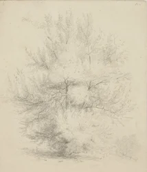 Dibujo de un árbol